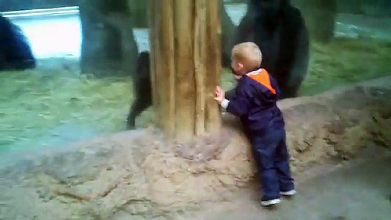 Niño juega al escondite con bebé gorila