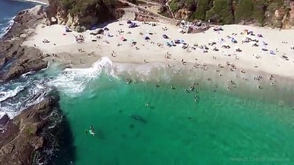 Enorme ballena nada entre bañistas sin que éstos se percaten