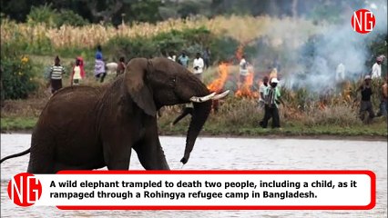 Wild Elephant Kills 2 Rohingya Refugee In Bangladesh