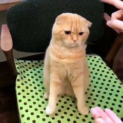 Phòng khám đa khoa Đại Đông  - Cutes cats copilation 2018