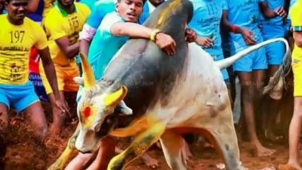 கொம்பனை 7 நாள் பிறகு அமைச்சர் சமாதிய  பார்த்தர் Vijayabaskar Komban jallikattu