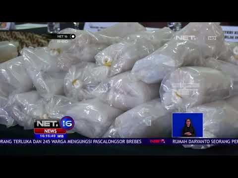 Petugas BEA Cukai Berhasil Gagalkan Penyelundupan 71 982 Benih Lobster - NET 16