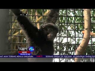 Warga Serahkan Siamang Jantan Ke BKSDA - NET 24