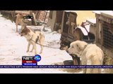 Konservasi Satwa, 87 Anjing Di Peternakan Siheung - NET 24