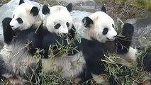 Pures Familienglück: Die putzige Panda-Gang