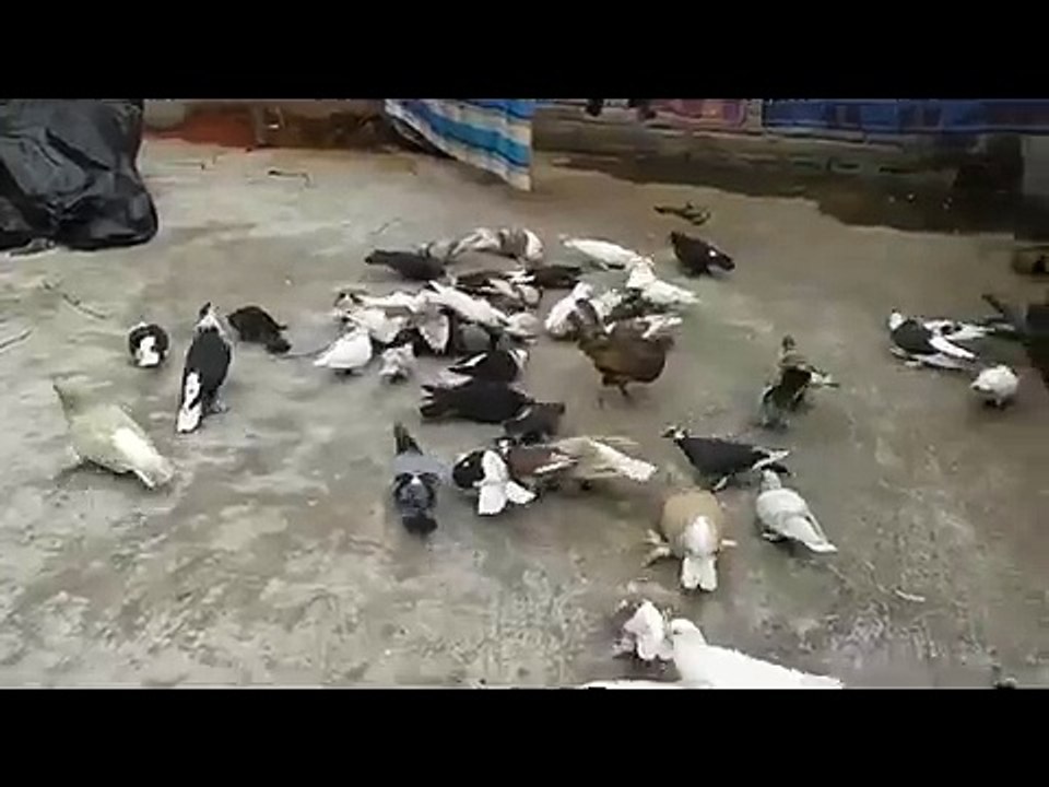 Bangladeshi_Kobitor