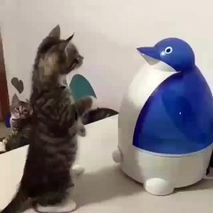 Phòng khám đa khoa Đại Đông - cute cats 2018