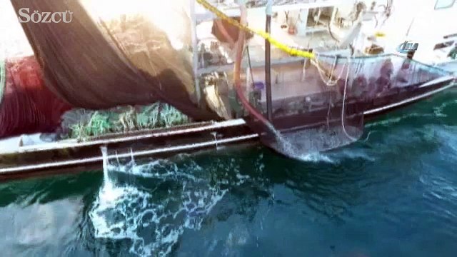 Balıkçılar “Bu yıl hamsi avı olmadı” diyor ama uzmanlar aksini söylüyor