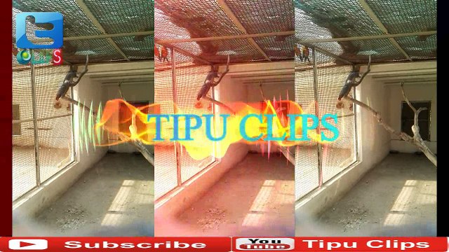 Parrot sound bht khubsurat awaz parrot ki SubhanAllah