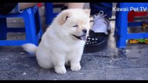 可愛い犬●世界一可愛いチャウチャウのワンちゃん