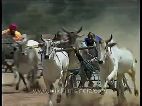 Bullock cart racing CRASH in Punjab!