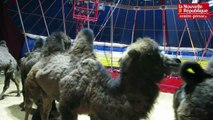 Vidéo. Les chameaux de Pinder répètent à Poitiers