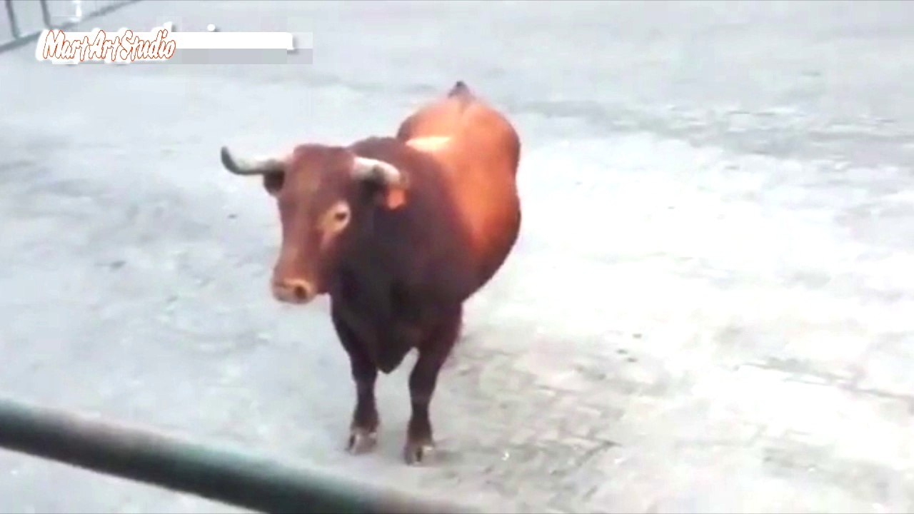Аn angry bull 2