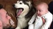 Baby Smiles After Husky Licks Face