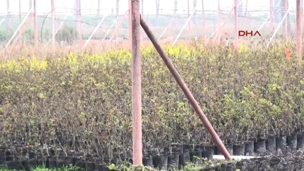 Manisa Hedef Fidancılıkta İthalatın Önüne Geçmek