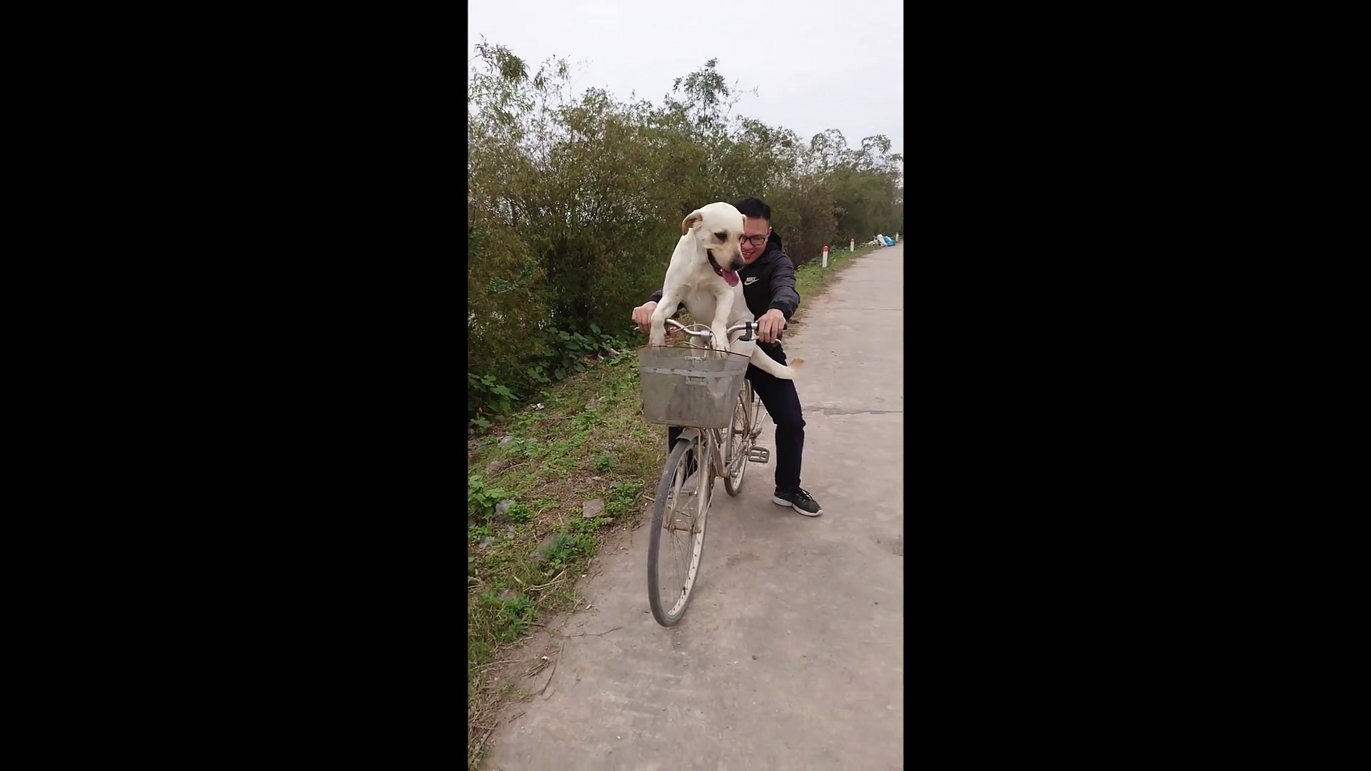 Labrador Riding Bike