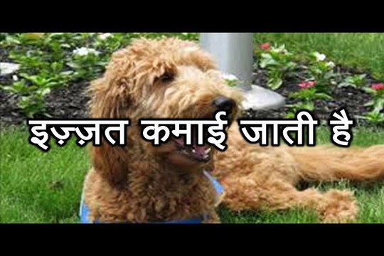 इज़्ज़त कमाई जाती है Izzat Kamai Jaati Hai