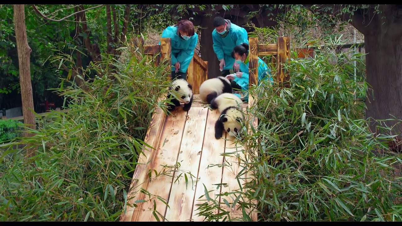 PANDAS - OFFICIAL TRAILER [HD]