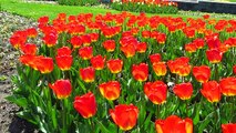 Tulips Botanical Gardens | Glimpse of India