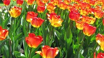 Tulips Botanical Gardens | Glimpse of India