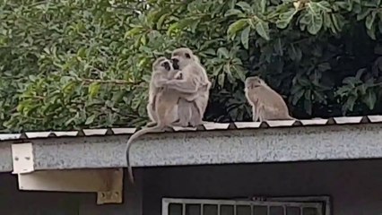 Un maman singe retrouve son petit