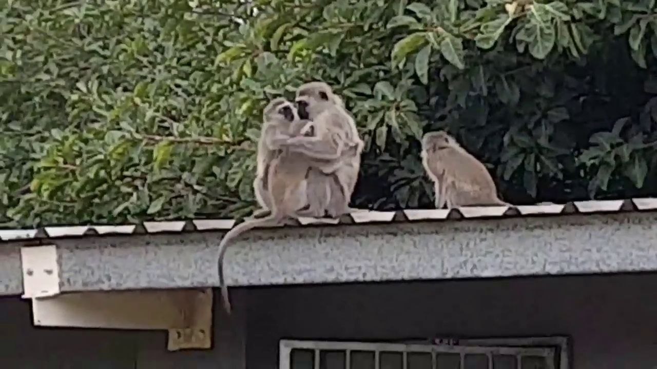 Un maman singe retrouve son petit