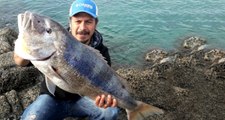 Bodrum'da Balıkçı, 1 Metre 20 Santimetrelik Sinariti Oltayla Yakaladı