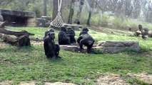 Chimpanzee Mating Season is Here at Kansas City Zoo
