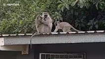 Cette maman singe retrouve son petit et c'est tellement émouvant