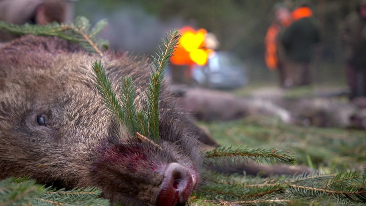 45Min Wildschweine außer Kontrolle
