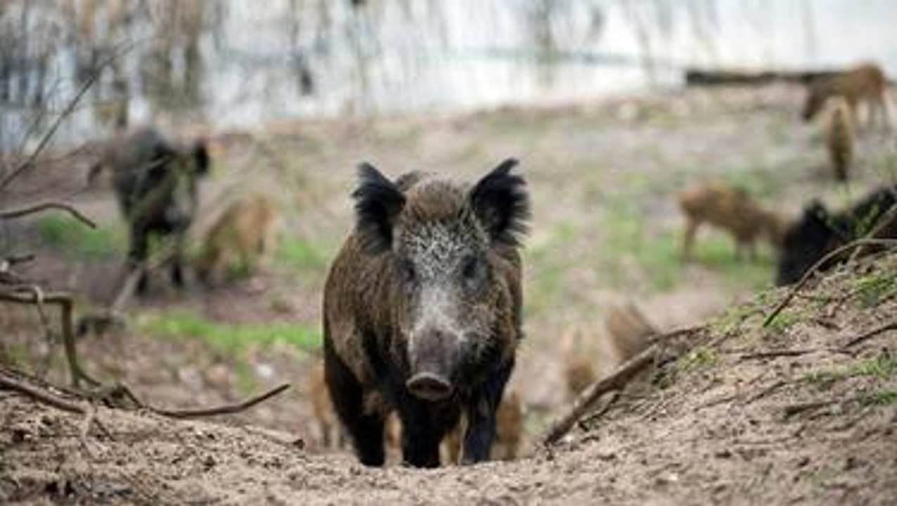 Wildschweinalarm im Norden