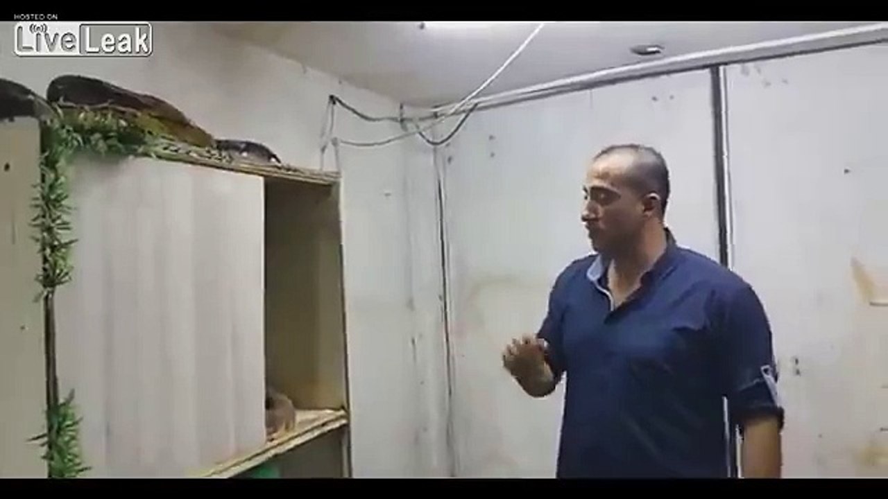 Attraper un serpent python en plein saut !