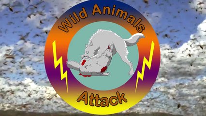 Most Amazing  Porcupine vs Leopard -  Leopard Attack Porcupine