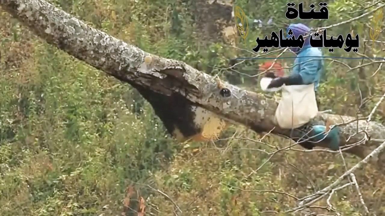 اكبر خلية نحل في العالم سبحان الله!!!