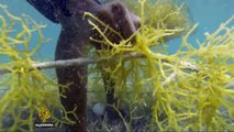 Belize: Villagers farming seaweed to prevent over-fishing