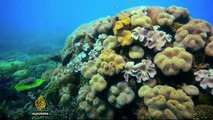 Australia 'falls short' in protecting coral reefs