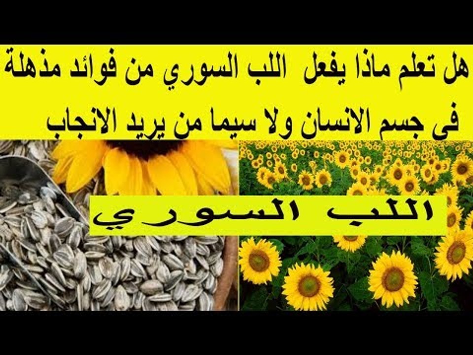 هل تعلم ماذا يفعل  اللب السوري من فوائد مذهلة  في جسم الانسان ولا سيما من يريد الانجاب