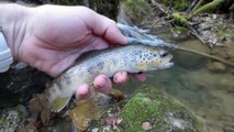 Peche de la truite au toc dans un ruisseau du nord Vercors