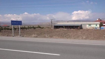 Şarkışla'da Büyükbaş Hayvan Hırsızlığı