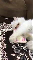 شاهدوا ماذا تفعل هذه القط