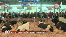 Salon de l'Agriculture : les animaux sont-ils bien entourés ?