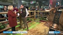 Salon de l'Agriculture : l'Aubrac, histoire d'une race bovine