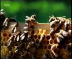 Etologia: La pereza de las abejas