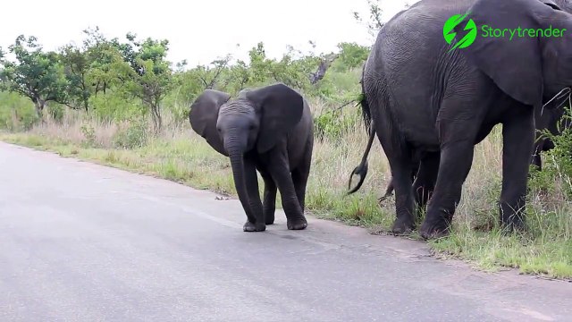 Ce bébé éléphant adorable découvre qu'il a une trompe