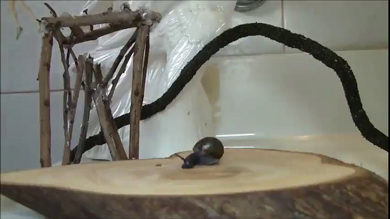 El harlem shake  de los insectos