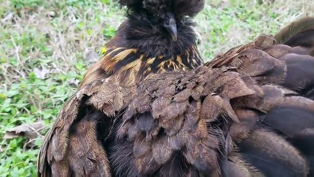 Pollito durmiendo plácidamente entre las plumas de su madre