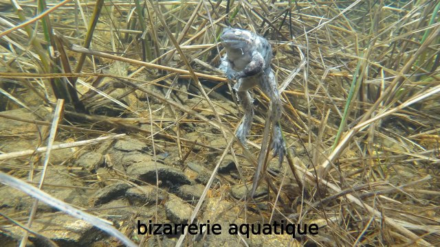 Ouverture lac de montagne 2012 au lac fourchu