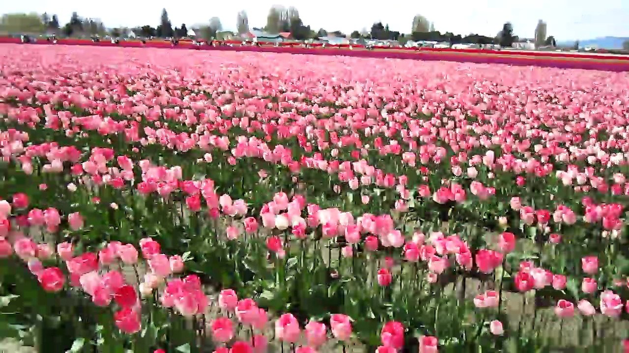Walking by all the tulips