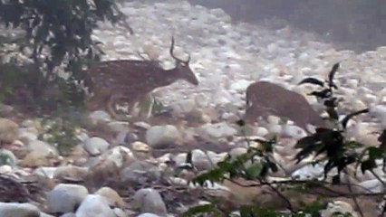 Deer in Corbett National Park