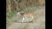 spotted deers in Corbett National Park